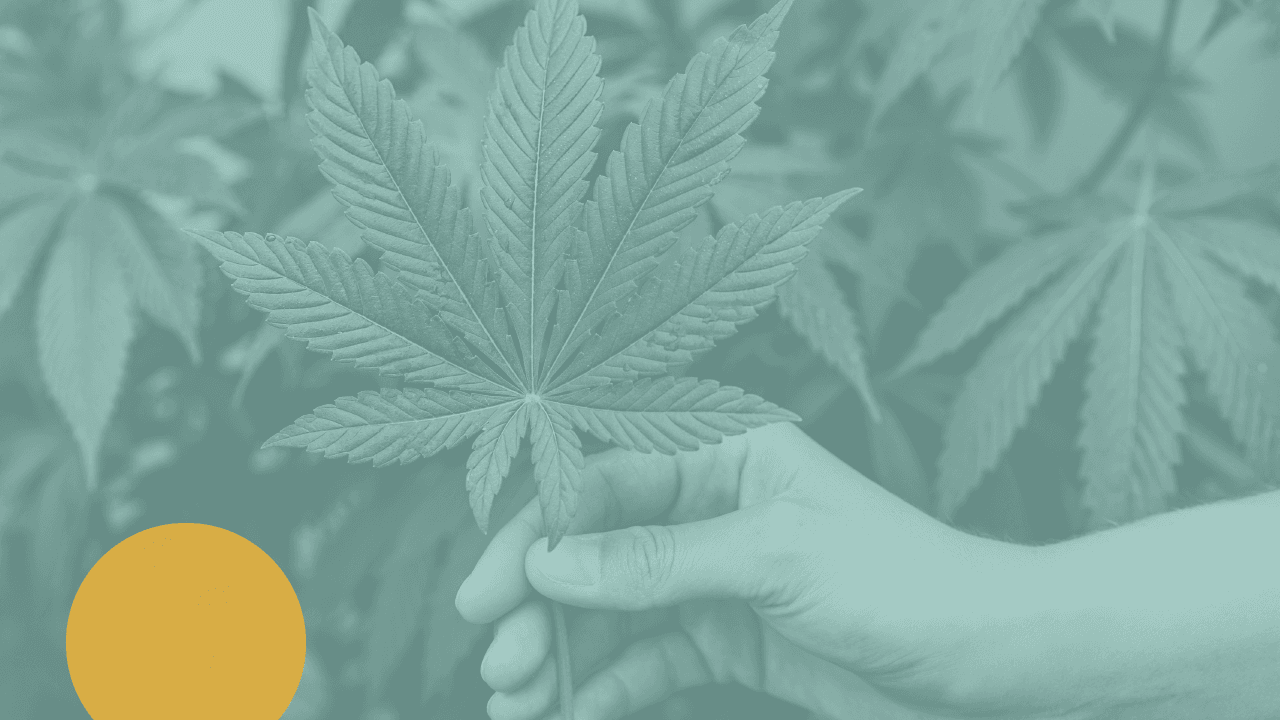 Cannabis medicinal y los síntomas del climaterio
